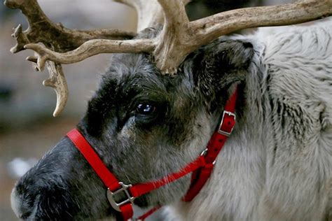 Study suggests reindeer vision evolved to spot favorite food